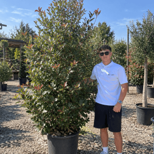 Photinia Red Robin Pink Marble (250cm – 300cm)