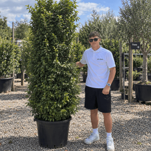 Prunus Lusitanica Portuguese Laurel (200cm - 250cm)