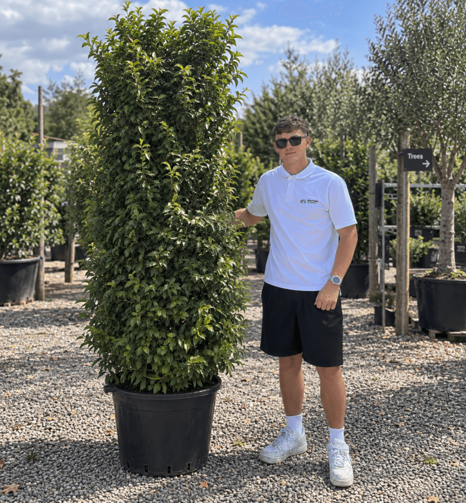 Prunus Lusitanica Portuguese Laurel (200cm - 250cm)