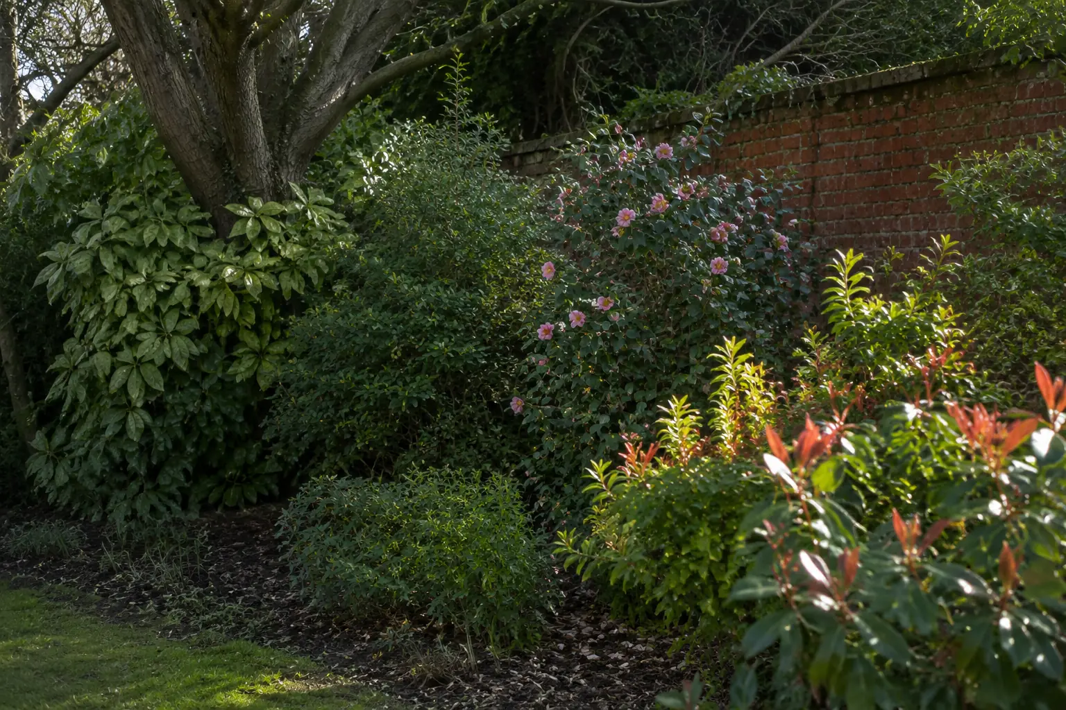 Mixed evergreen shrubs growing in partial shade in a UK garden