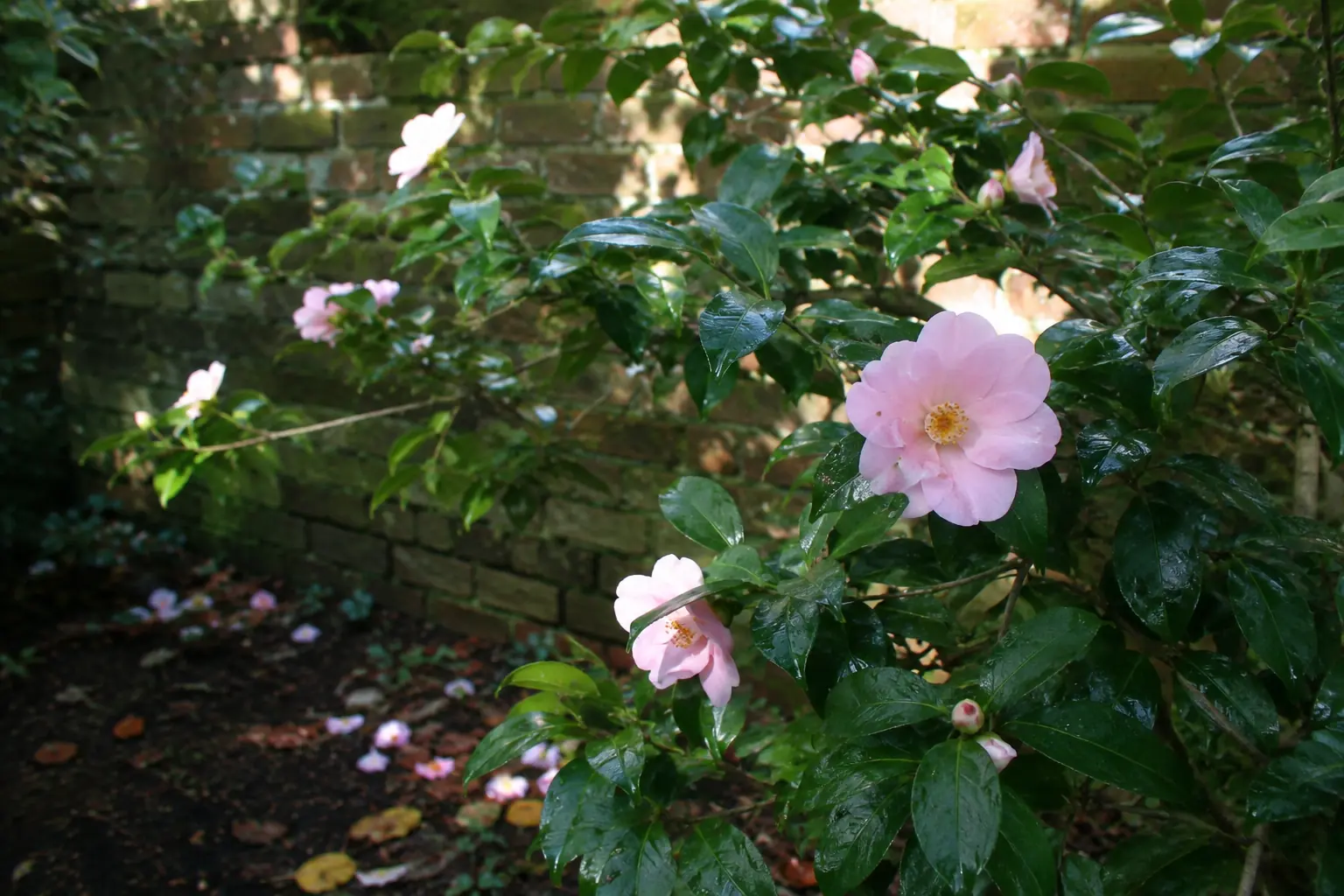 Pink Camellia Sasanqua flowering in sheltered partial shade
