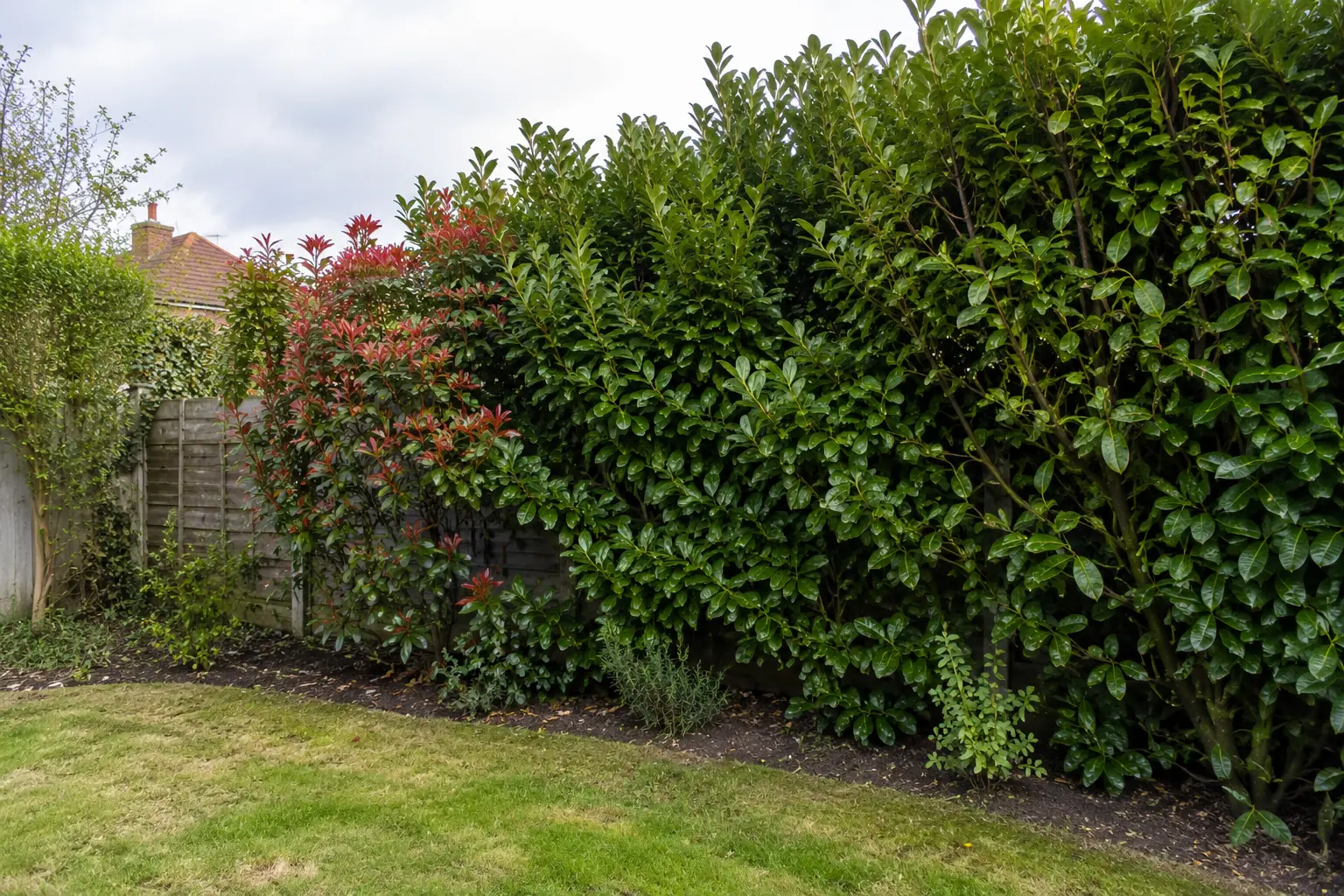 Tall Laurel and Photinia shrubs creating an evergreen privacy screen