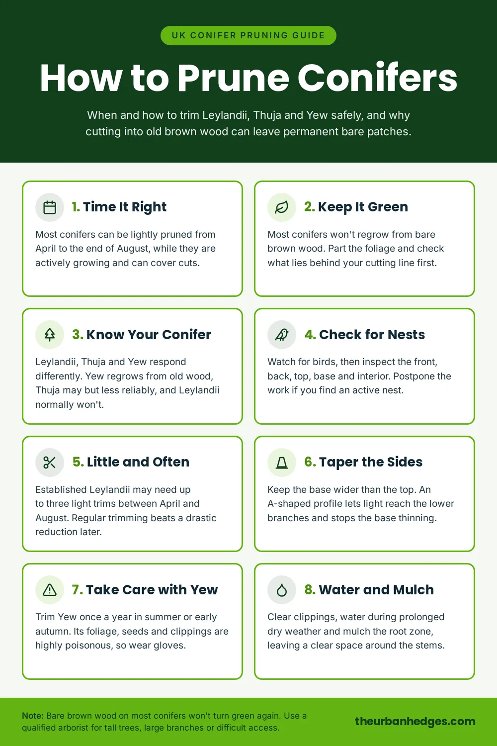 Infographic of how to prune conifers, covering April to August timing, keeping cuts in green growth, knowing your conifer, checking for nests, little-and-often Leylandii trims, tapering the sides, taking care with Yew, and watering and mulching.