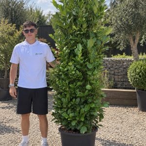Cherry Laurel Hedge (200cm - 250cm)