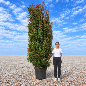 Photinia Red Robin (400cm – 450cm)
