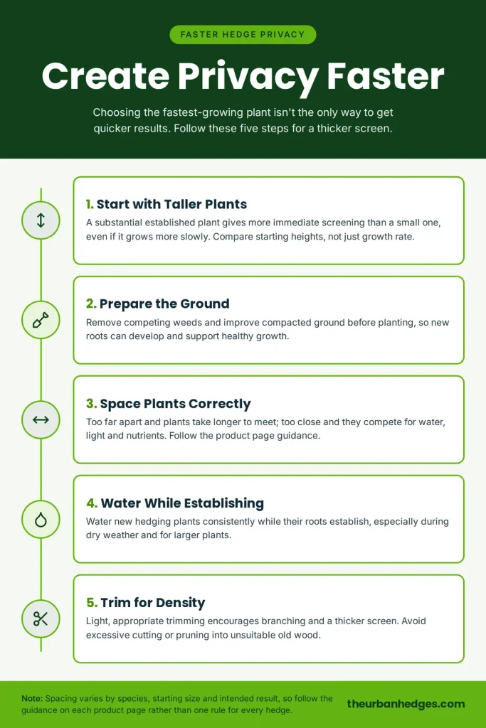 Infographic of five steps to create hedge privacy faster: start with taller plants, prepare the ground, space plants correctly, water while establishing, and trim lightly for density.