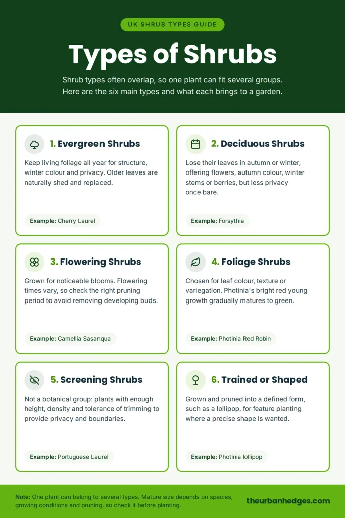 Infographic of the six main types of shrubs and bushes for UK gardens: evergreen, deciduous, flowering, foliage, screening, and trained or shaped shrubs, each with an example such as Cherry Laurel, Camellia Sasanqua or Photinia Red Robin.